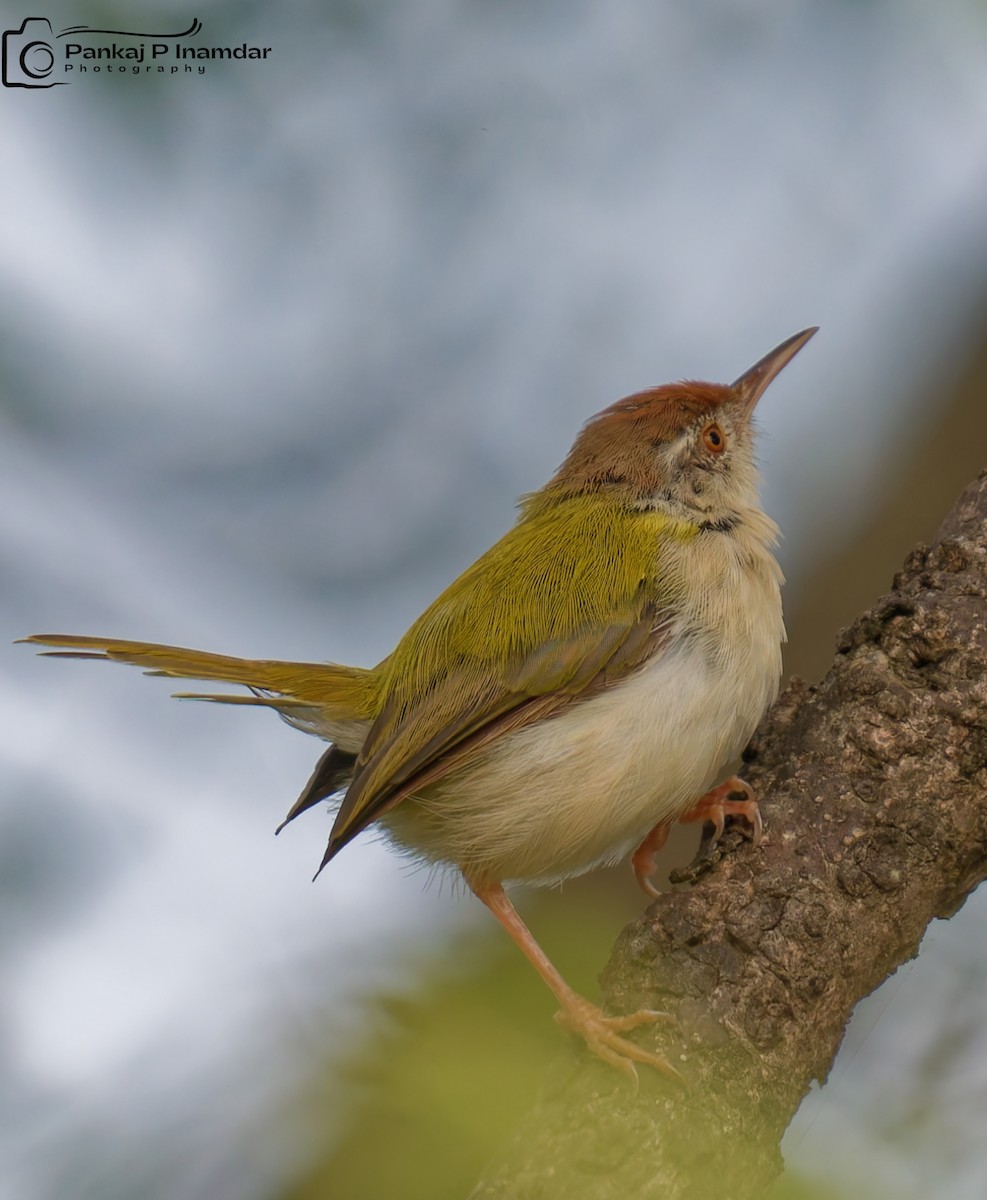 Common Tailorbird - ML645266368