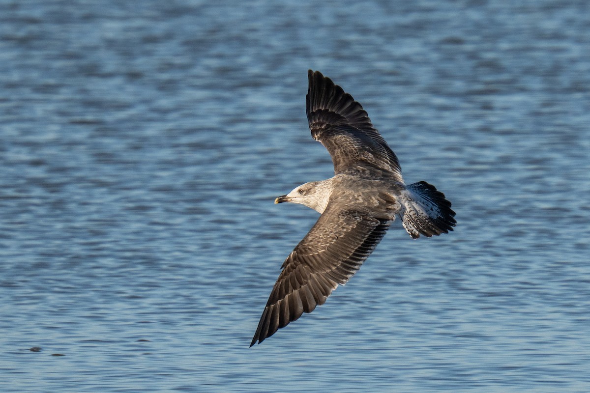 gull sp. - ML645266371