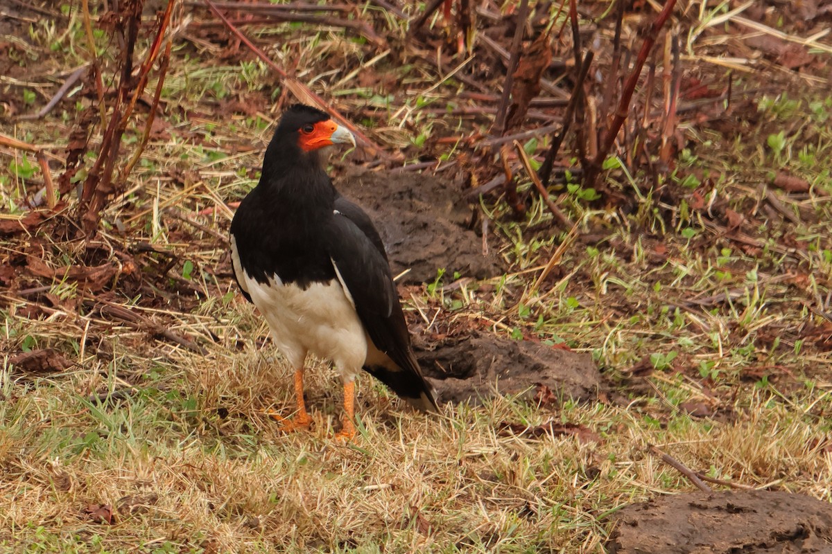 Mountain Caracara - ML645266373