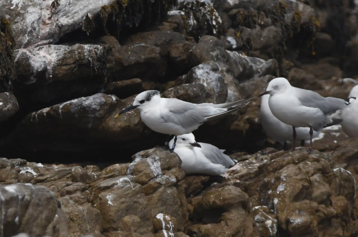 Sandwich Tern (Eurasian) - ML645266374