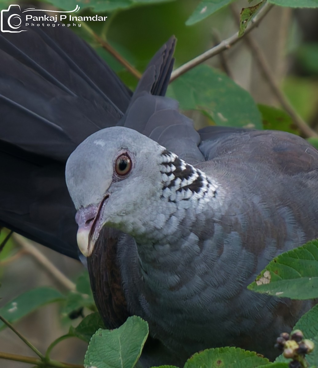 Nilgiri Wood-Pigeon - ML645266378