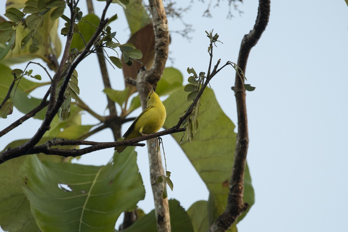 Northern Yellow Warbler - ML645266382