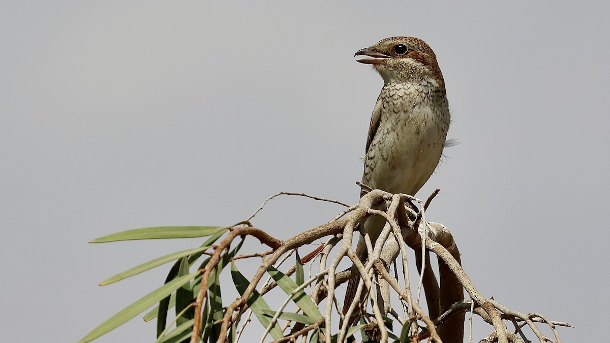 Red-backed Shrike - ML645266385