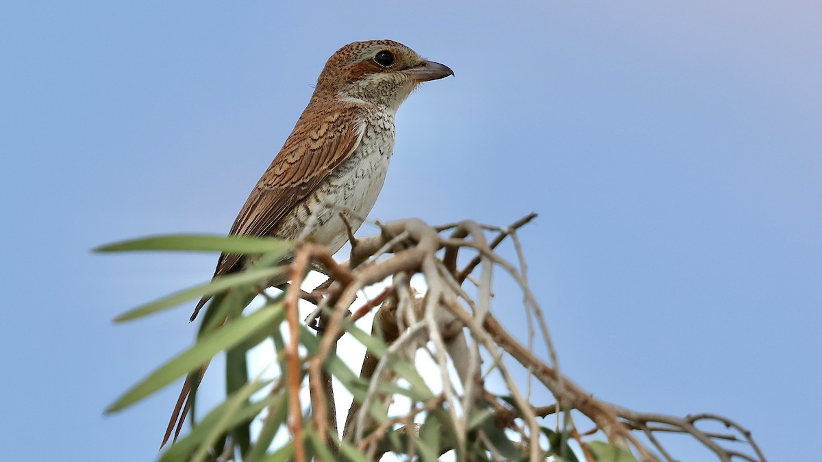 Red-backed Shrike - ML645266386