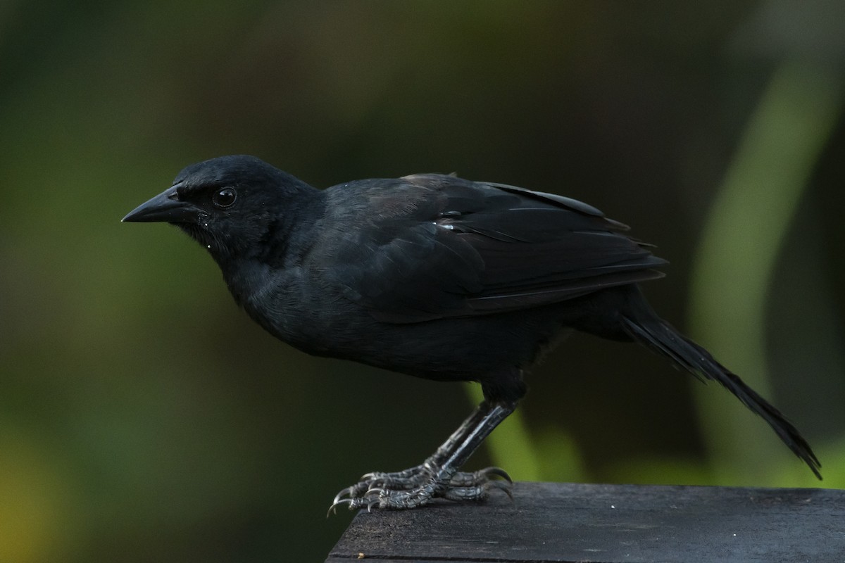 Melodious Blackbird - ML645266390