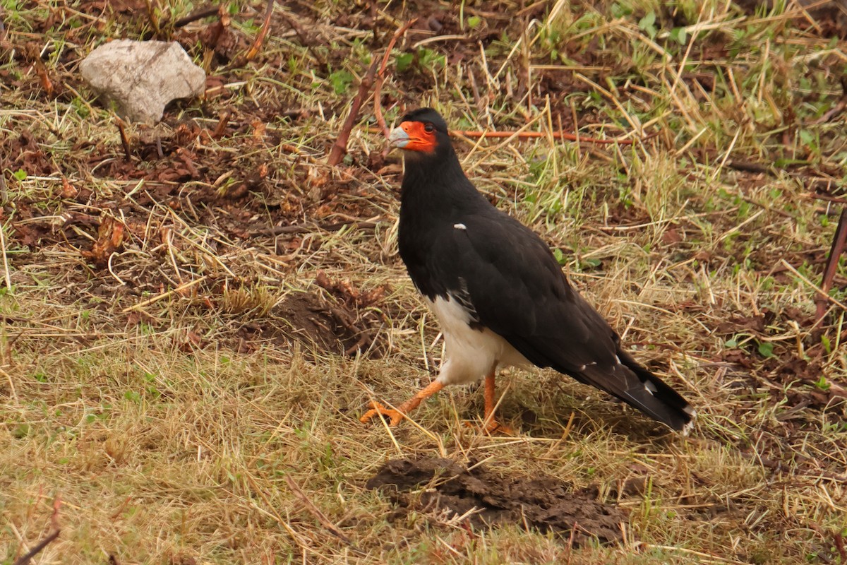 Mountain Caracara - ML645266393