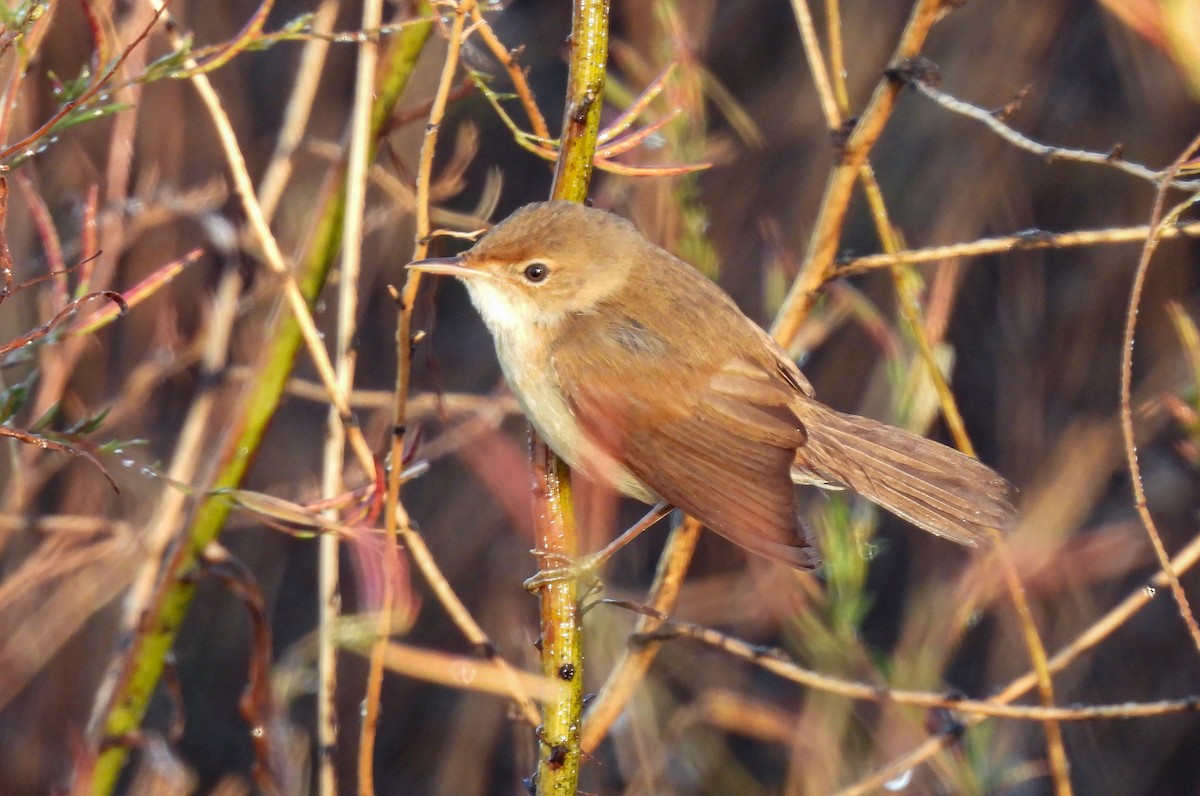 ヨーロッパヨシキリ - ML645266395