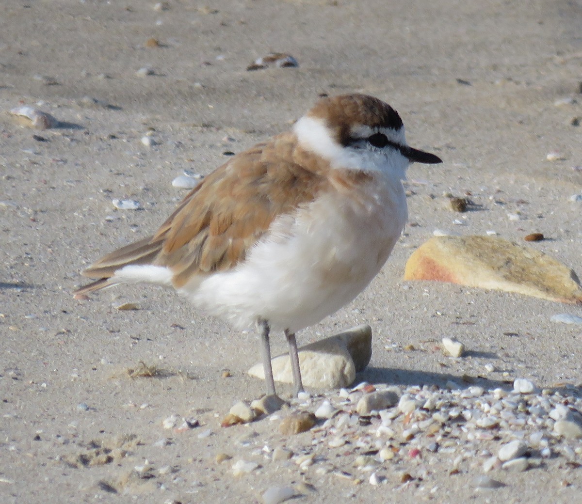 White-fronted Plover - ML645266397
