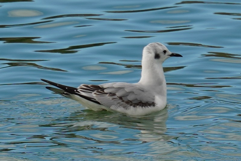 Bonaparte's Gull - ML645266407