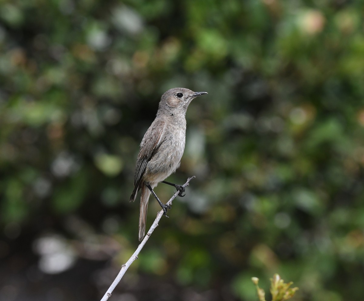 Familiar Chat - ML645266412