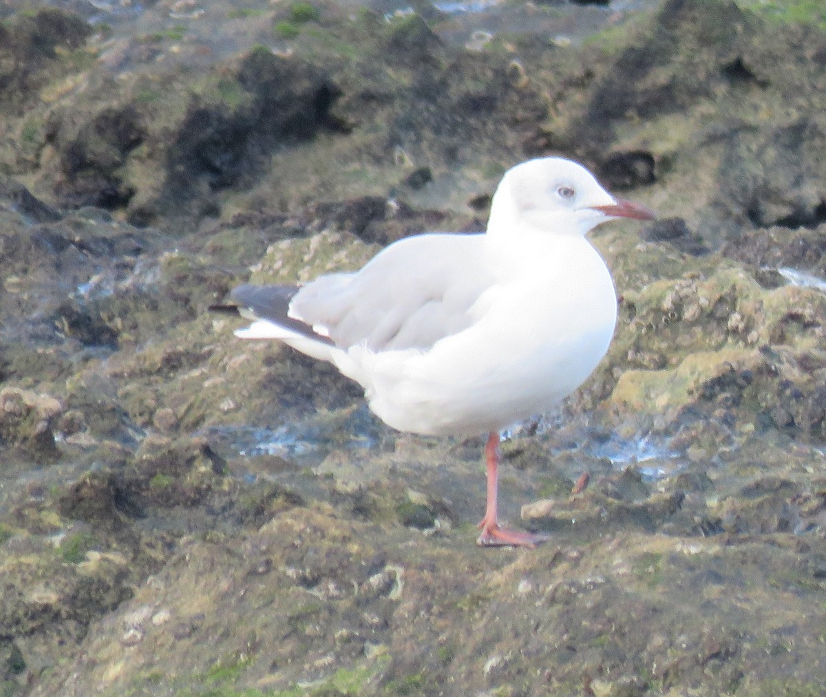 ズアオカモメ - ML645266426