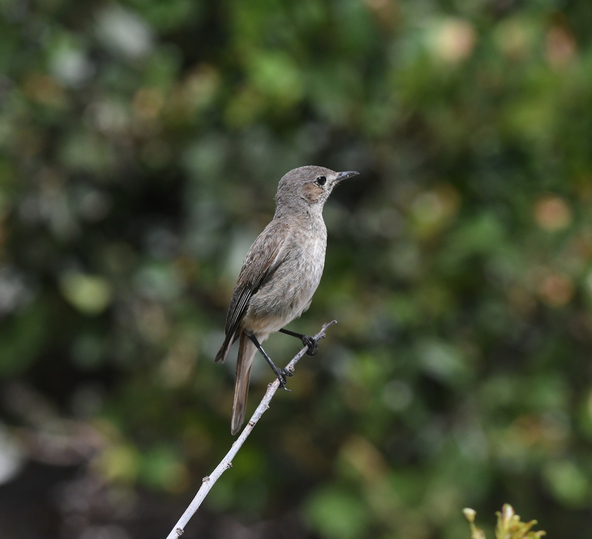 Familiar Chat - ML645266427