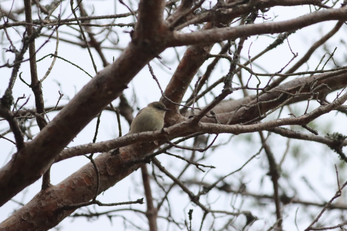 Pine Warbler - ML645266428