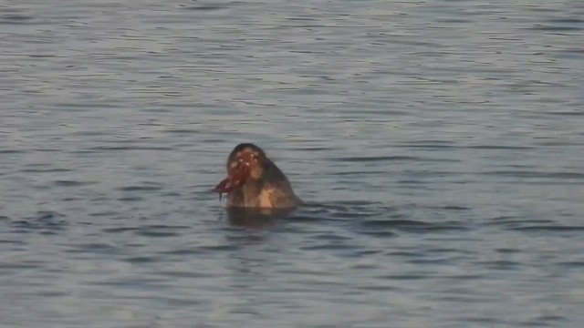 Обыкновенная выдра - ML645266434