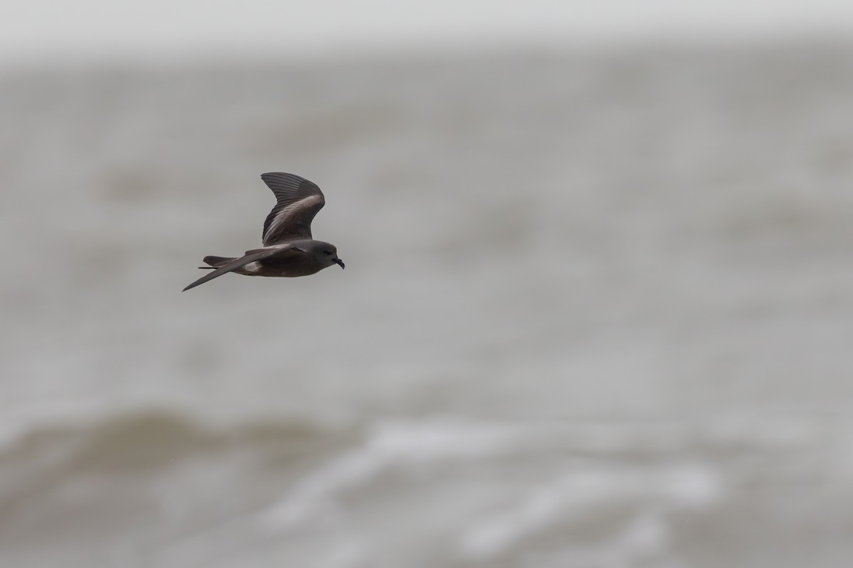 Leach's Storm-Petrel - ML645266447