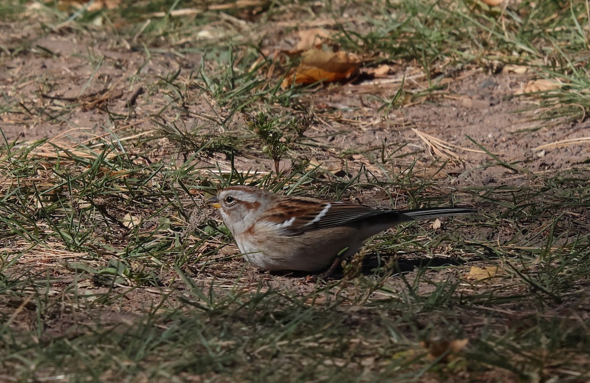 Пасовник північний - ML645266451