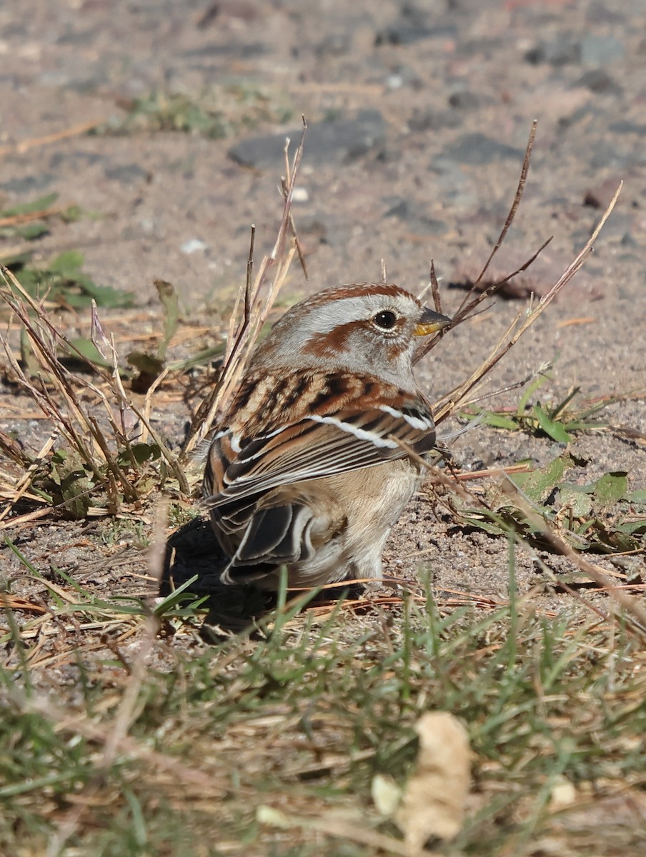 Пасовник північний - ML645266455
