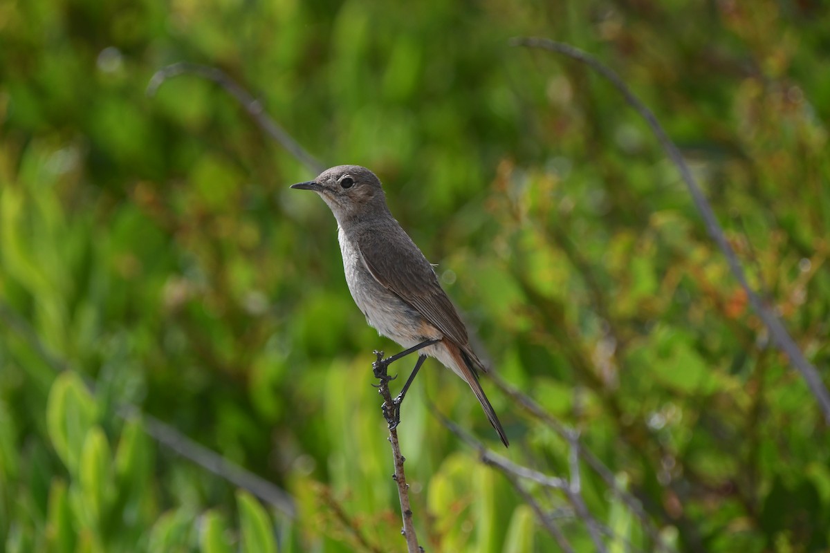 Familiar Chat - ML645266457