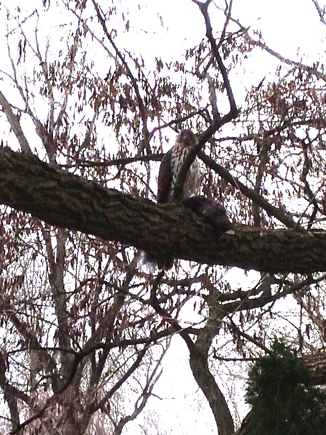 クーパーハイタカ - ML645266458