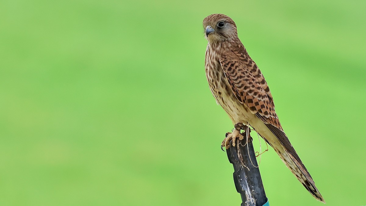 Eurasian Kestrel - ML645266460