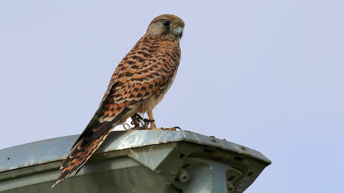 Eurasian Kestrel - ML645266461
