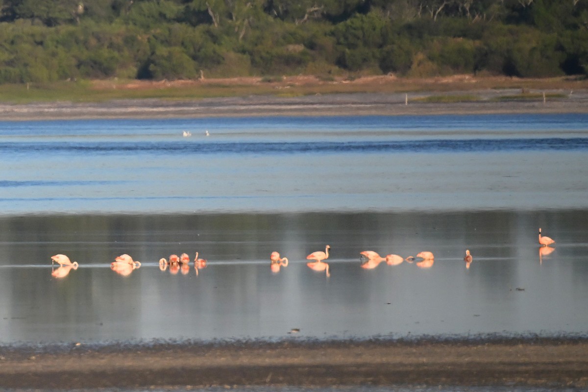 Chilean Flamingo - ML645266465