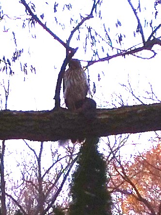 Cooper's Hawk - ML645266468