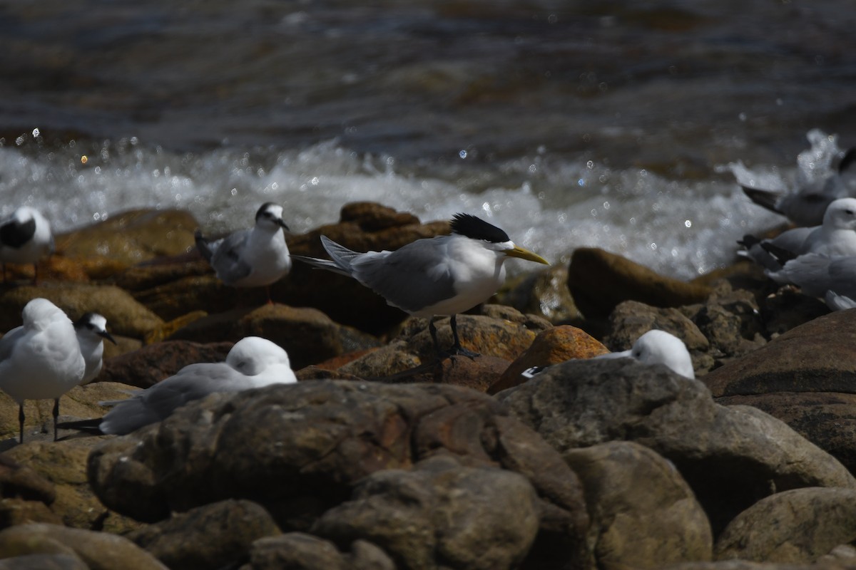 Great Crested Tern - ML645266469