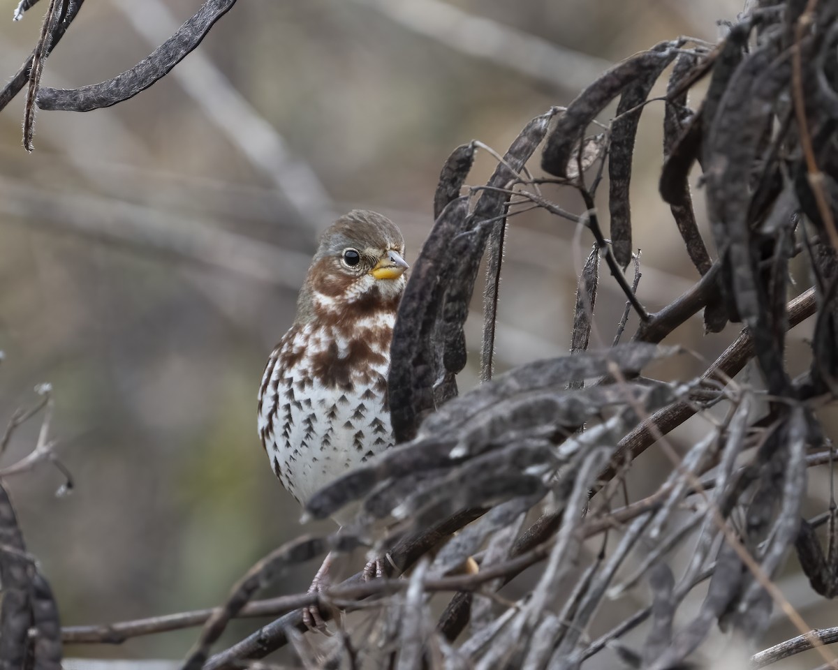 Fox Sparrow - ML645266471