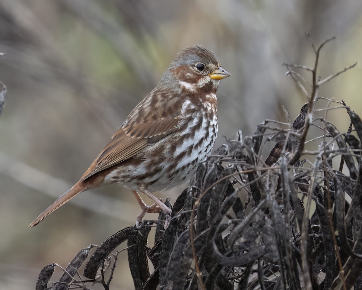 Fox Sparrow - ML645266472