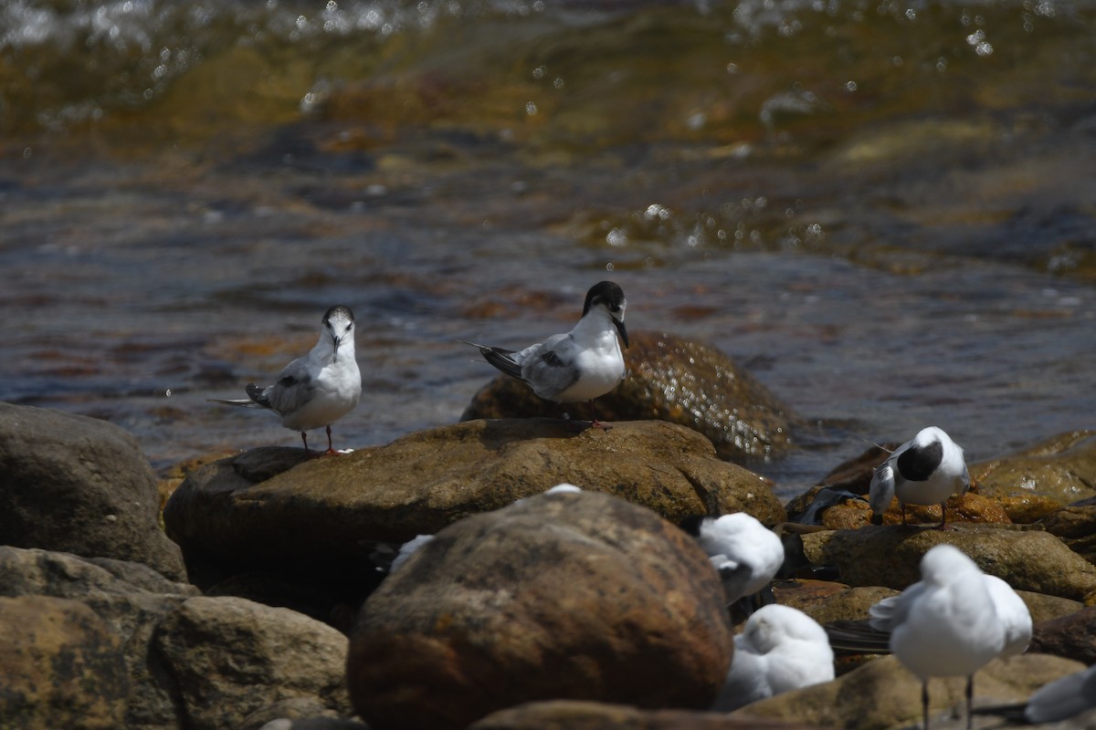 Common Tern - ML645266475