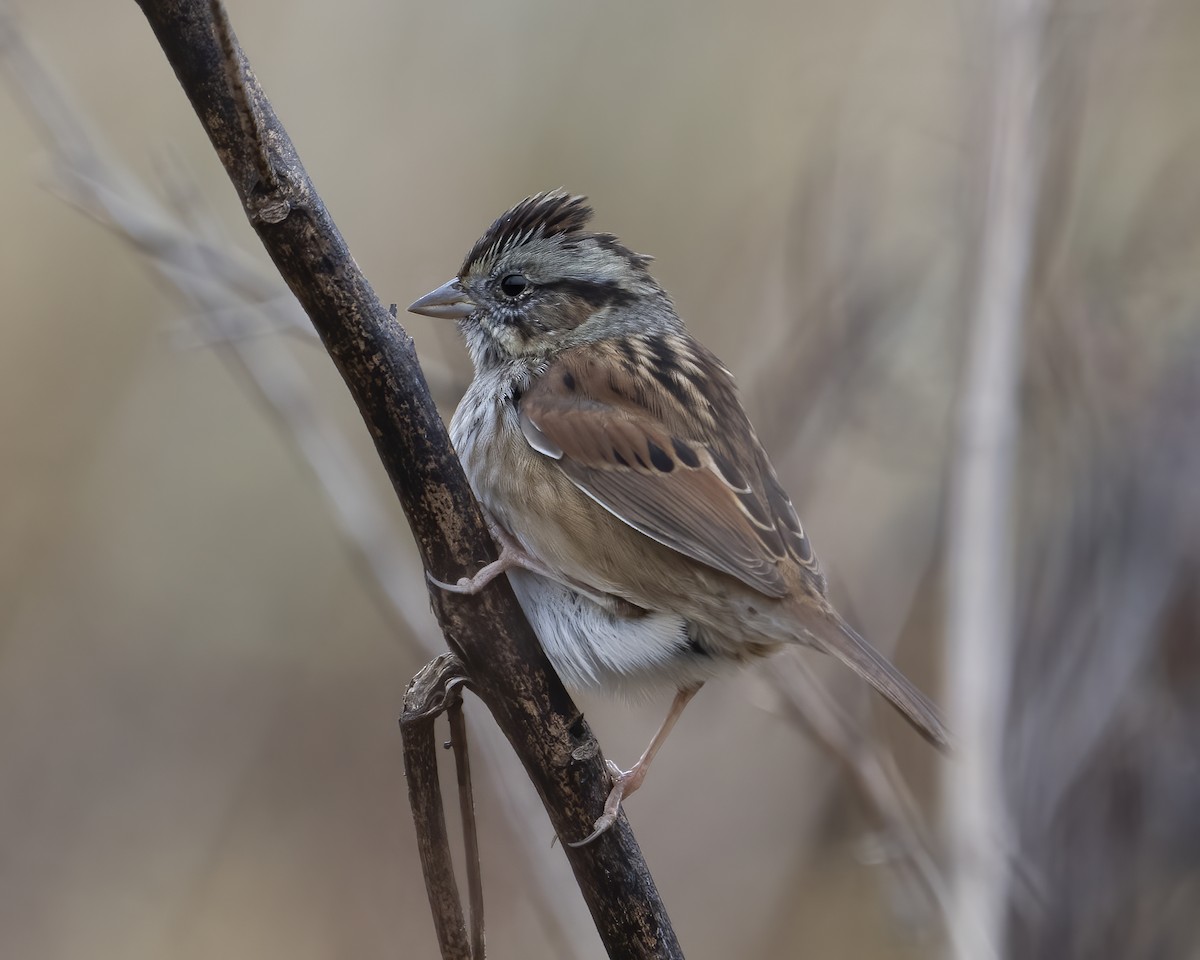 Swamp Sparrow - ML645266476
