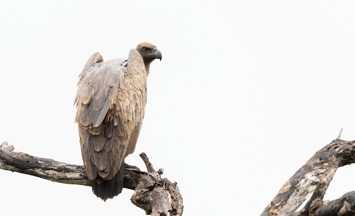 White-backed Vulture - ML645266477