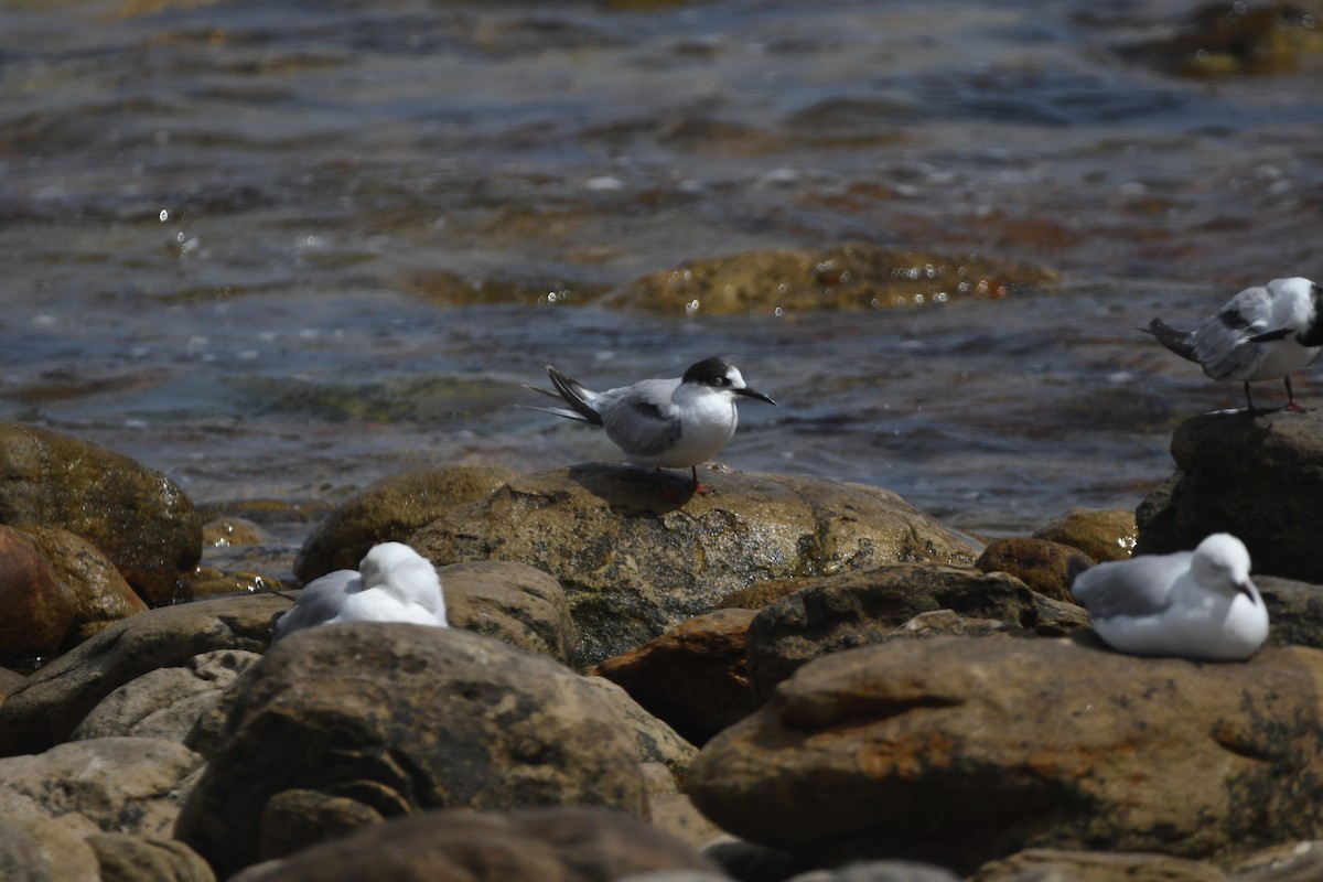 Common Tern - ML645266481