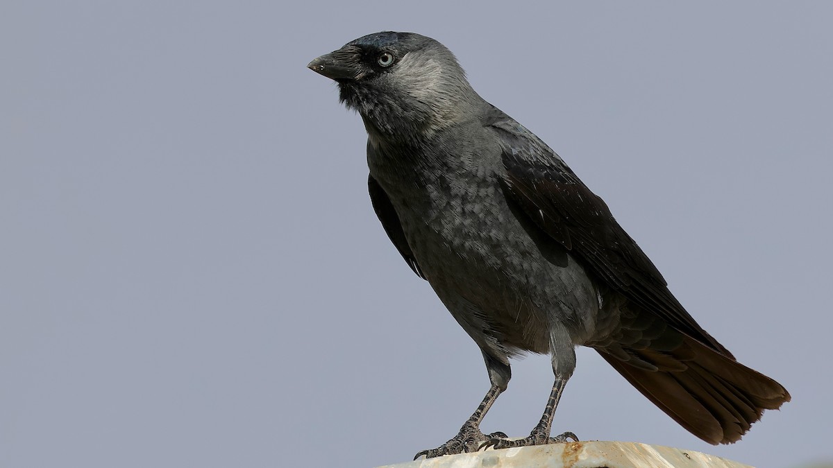 Eurasian Jackdaw - ML645266486
