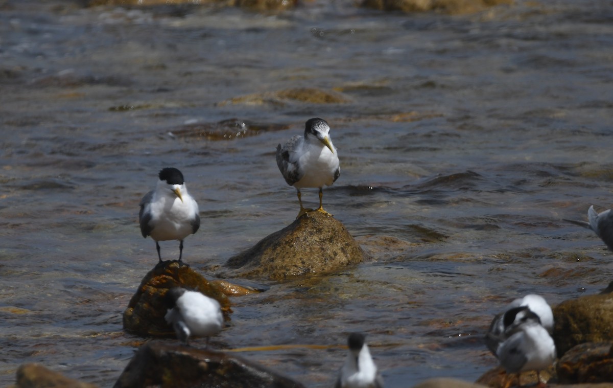 Great Crested Tern - ML645266498