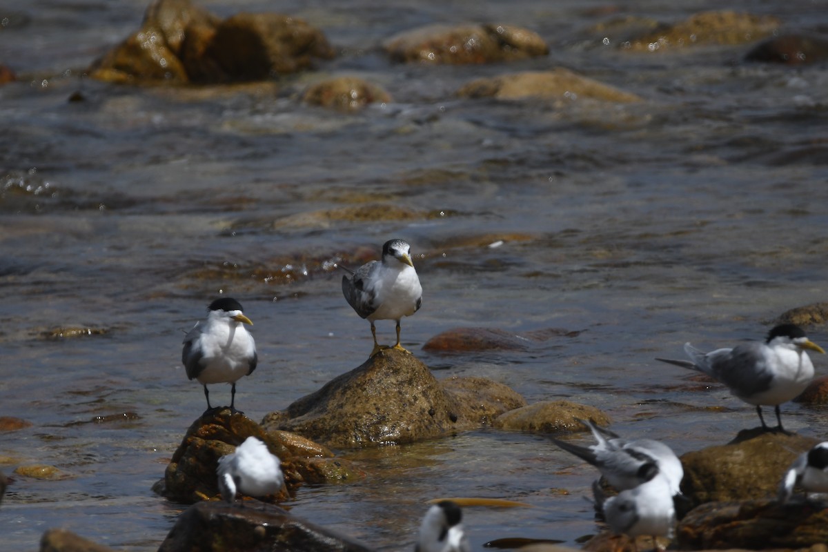 Great Crested Tern - ML645266501