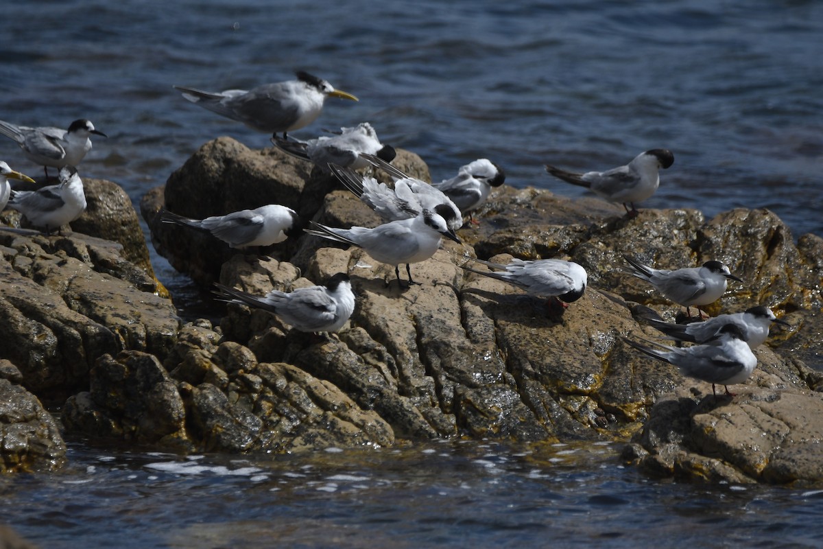 Sandwich Tern (Eurasian) - ML645266503