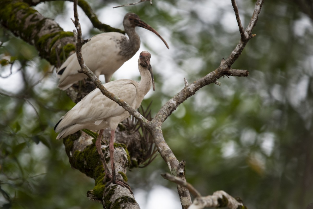 Ak Aynak - ML645266504