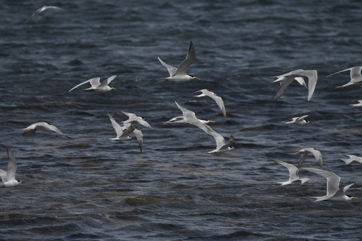 Great Crested Tern - ML645266510