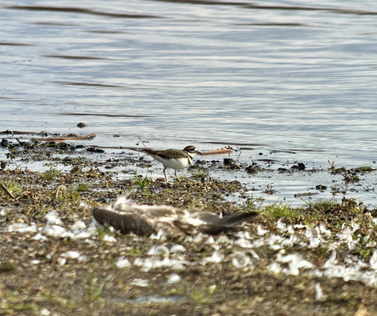 Killdeer - ML645266515