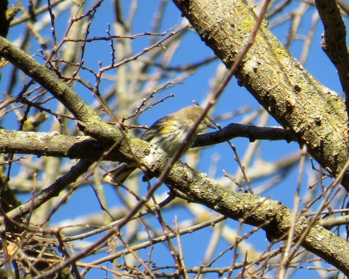 Yellow-rumped Warbler - ML645266518