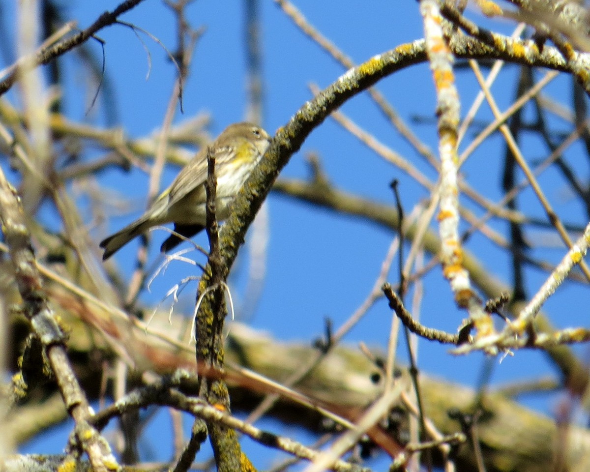 Yellow-rumped Warbler - ML645266526