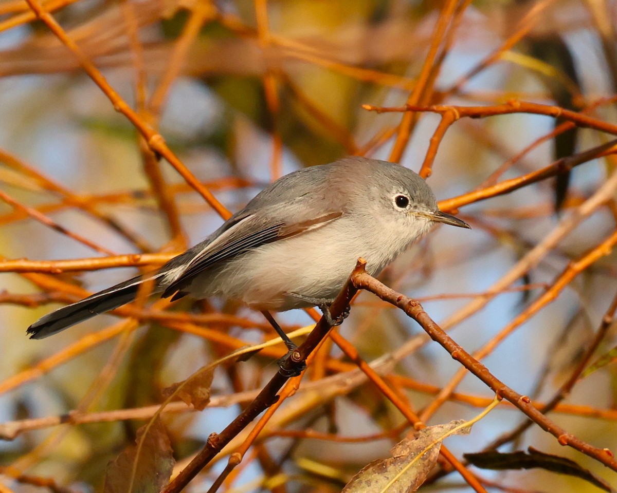Blue-gray Gnatcatcher - ML645266531