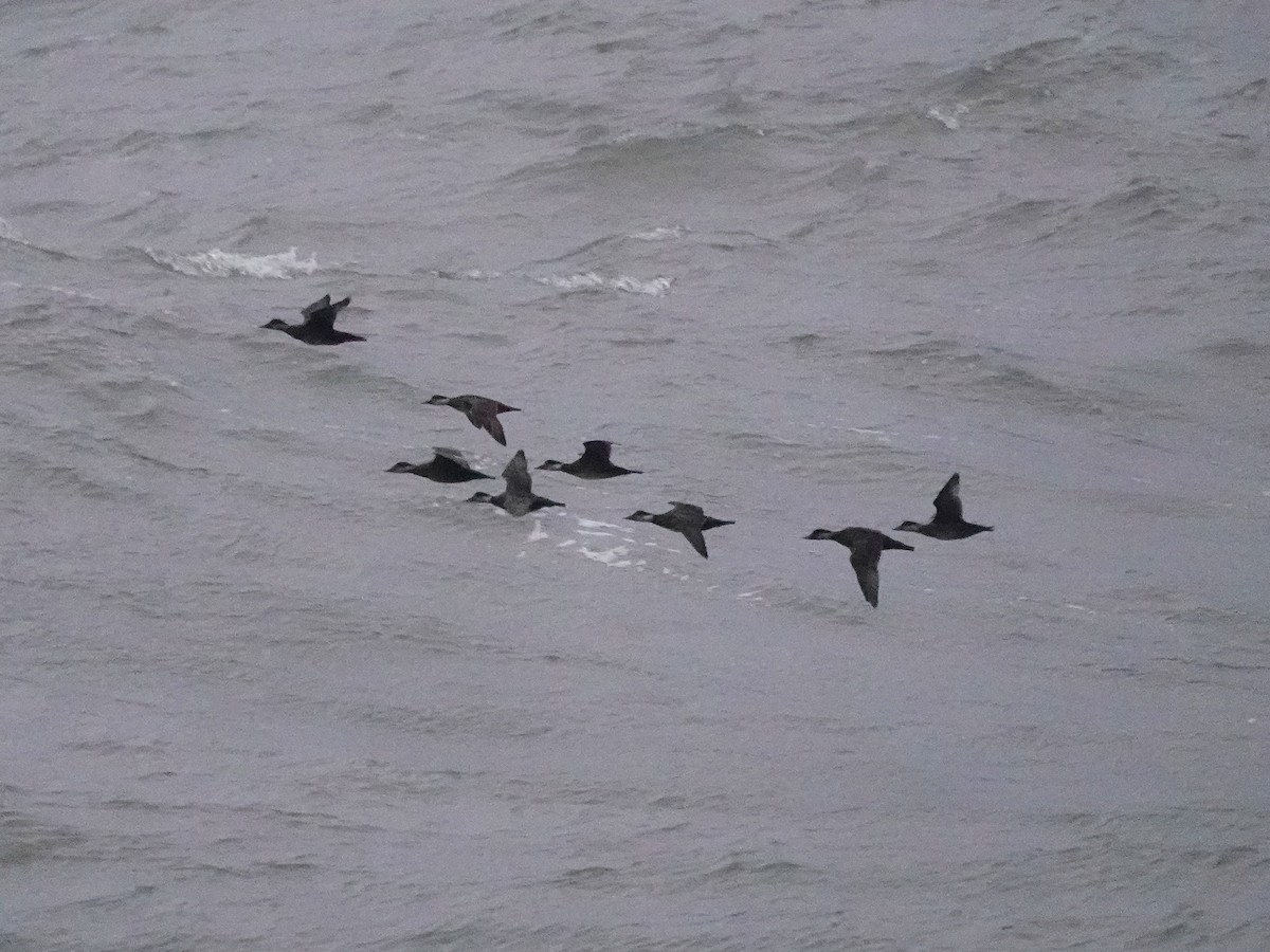 Common Scoter - ML645266532