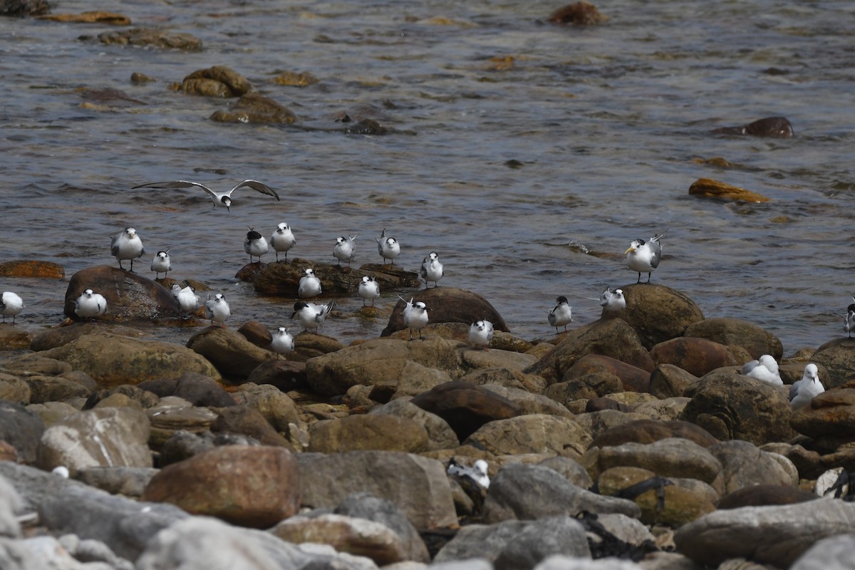 Sandwich Tern (Eurasian) - ML645266538