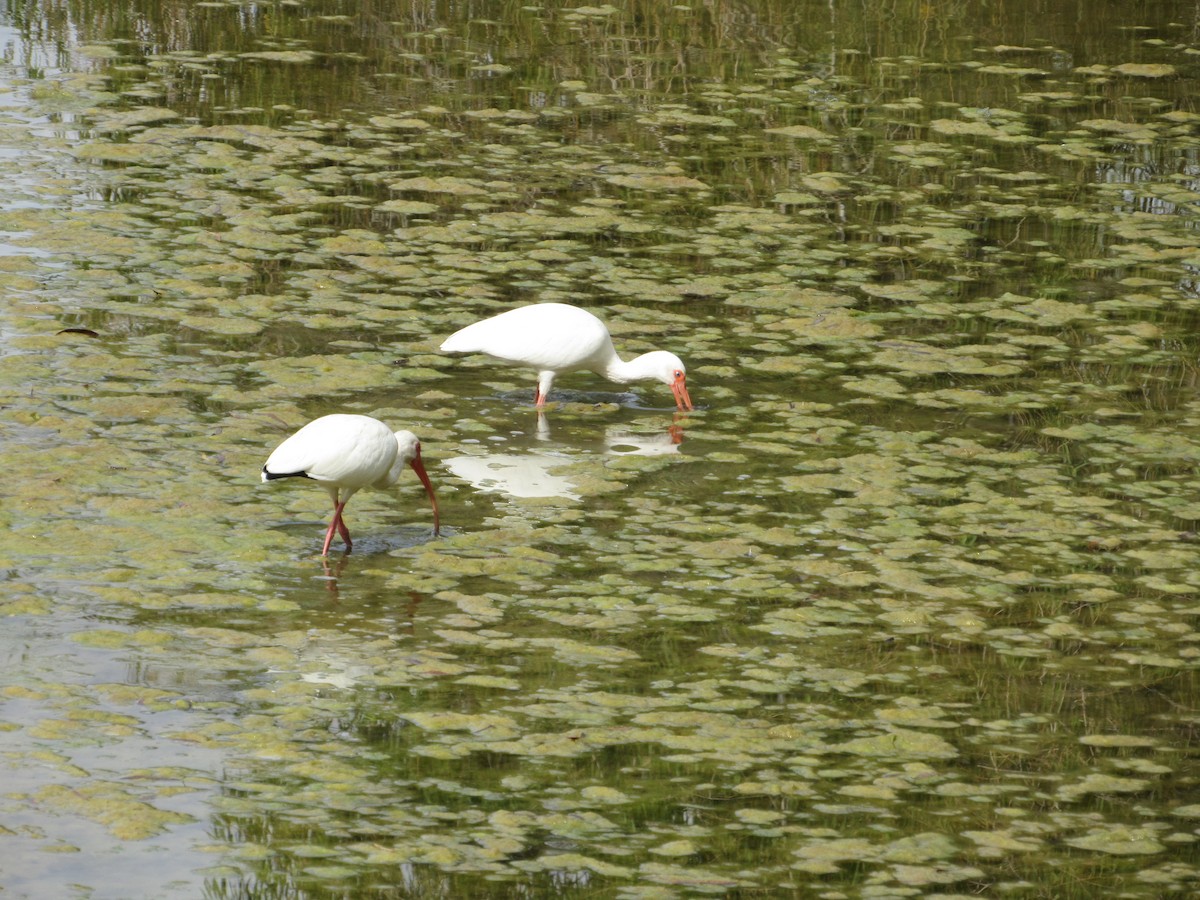 Ak Aynak - ML645266553