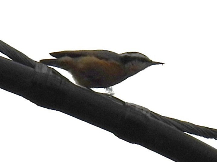 Garrapo kanadarra - ML645266556