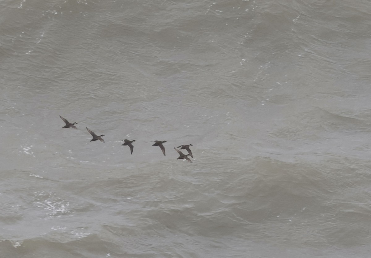 Common Scoter - ML645266560