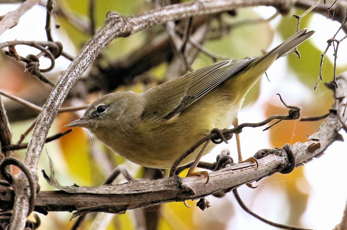 Orange-crowned Warbler - ML645266580